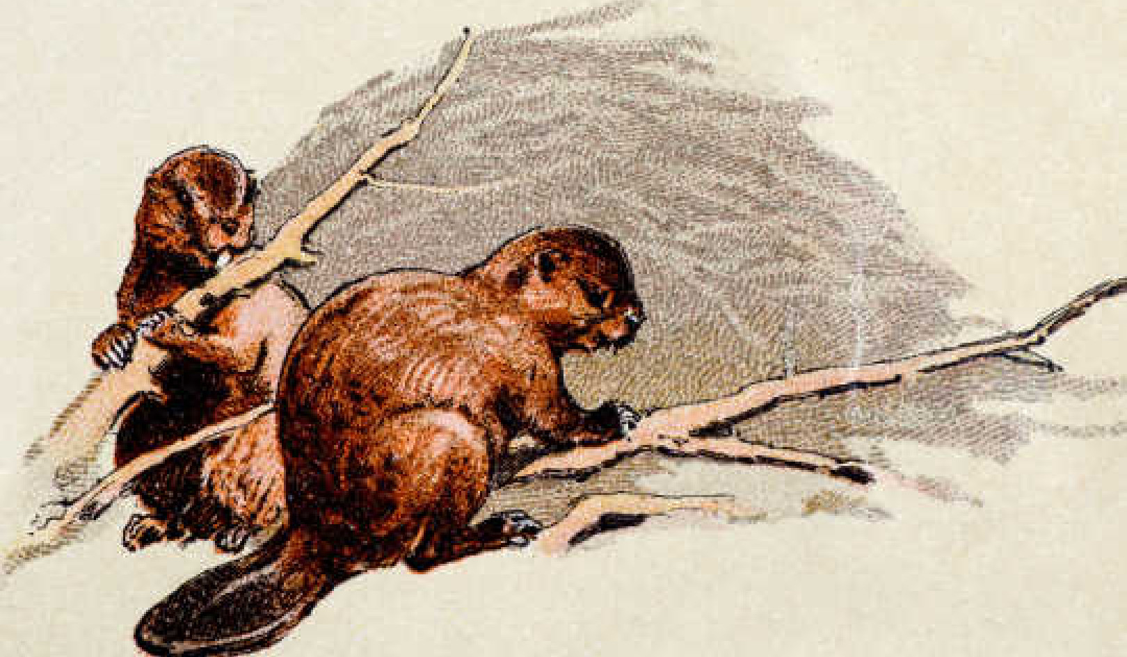 Beavers as Ecosystem Engineers: Restoring Nature's Balance